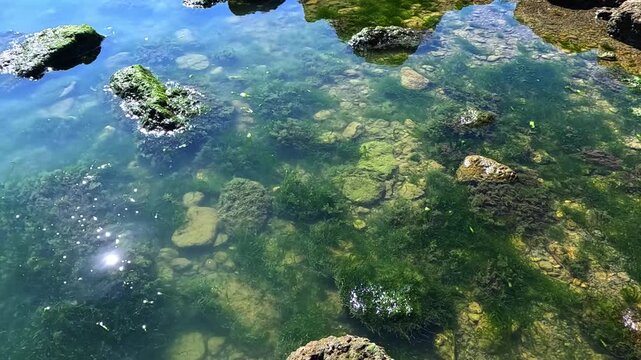 Green algae Enteromorpha intestinalis grows on rocks near the shore
