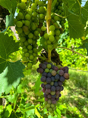 Bunch of des sangiovese grapes in the vineyard. Red wine grapes at a vineyard near a winery before harvest, Wine production in the tuscany area, Italy Europe.