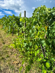 Rows of vineyards in summer. Vineyard with rows of grapes and vines In Chianti region in Tuscany, Italy