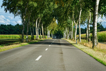 Birch lined roadway with oncoming black car in daylight