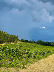 Rows of vineyards in summer. Vineyard with rows of grapes and vines In Chianti region in Tuscany, Italy