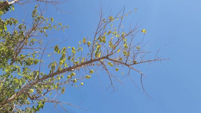 A fruiting branch of Osage orange (Maclura pomifera) is a resilient, drought-tolerant tree, Native to the central America