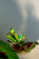 A vibrant green tree mantis (Hierodula tenuidentata) perched delicately on a leaf, showcasing its intricate details and captivating gaze against a softly blurred background.