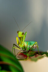 A vibrant green tree mantis (Hierodula tenuidentata) perched delicately on a leaf, showcasing its intricate details and captivating gaze against a softly blurred background.