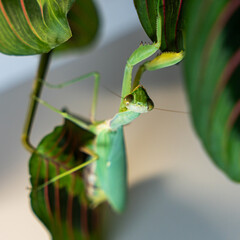 A vibrant green tree mantis (Hierodula tenuidentata) perched menacingly on a leaf, showcasing its powerful and sharp leg parts against a softly blurred background. 