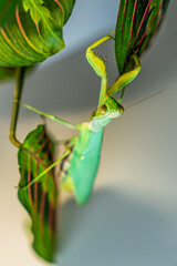 A vibrant green tree mantis (Hierodula tenuidentata) perched menacingly on a leaf, showcasing its powerful and sharp leg parts against a softly blurred background. 
