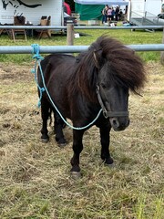 pony in the farm