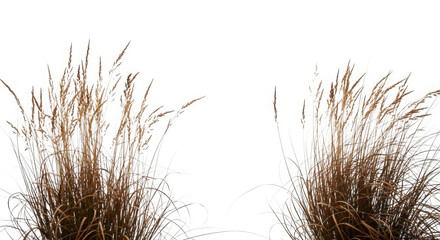 Two tall ornamental grass plumes with feathery seed heads isolated on white background