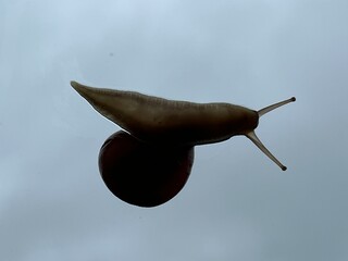snail on a window