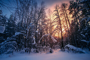 Sunny morning in a winter snowy forest. Frosty morning. The ski track is covered with snow.