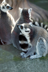 Portrait of cute grey lemurs