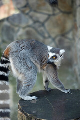 Portrait of cute grey lemur