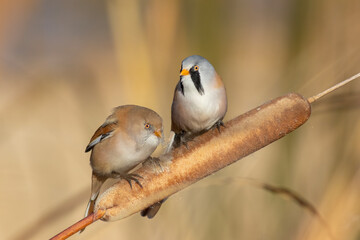 A male and a female Bearded Reedling standing on a branch