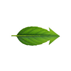 Fototapeta premium Green leaf arrow isolated on transparent background