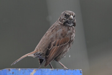 A Song Sparrow (Melospiza melodia) perched on a blue post.