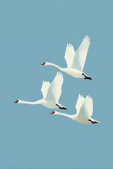 Fototapeta premium Synchronized Grace: Three White Swans in Flight Against a Serene Sky