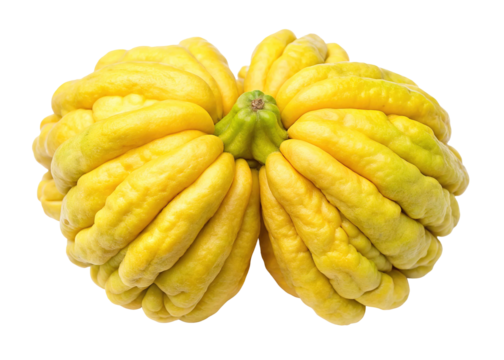 Bright yellow buddha s hand citron fruit with finger like segments isolated on transparent background