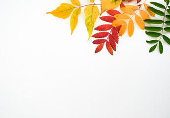 Autumn simple background with a fallen colorful leaves on white background with place for text
