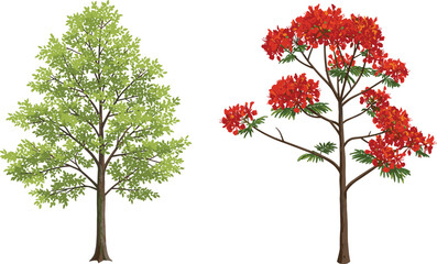 Fototapeta premium Green leafy tree and red flowering tree illustration, seasonal botanical design, nature artwork, forest plant drawing, garden decoration background