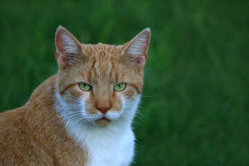 Portrait einer Katze