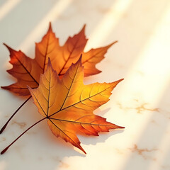 Autumn Maple Leaf in Sunlight