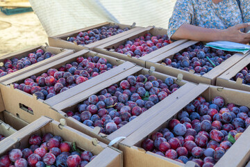 ripe plums are stacked in green plastic crates. fruits before being sent to the market for sale....