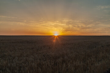 Golden sunrise over a wheat field in Kazakhstan