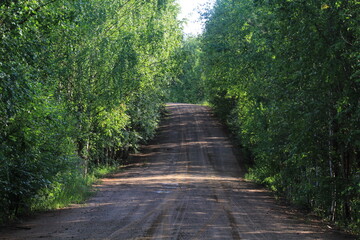 Dirt road in a summer forest