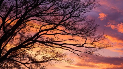 Autumn tree branches silhouetted against warm sunset sky