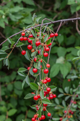 ripe sweet cherries on the tree