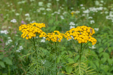 Yellow tansy growing in the meadow. Forest edge in summer with flowering tansy. Asteraceae Family. Tanacetum. Copy space