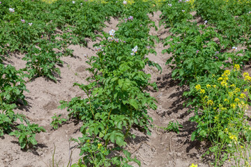 potatoes growing in beds in the village