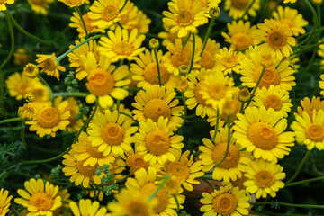 Yellow bright chamomile in garden on sunny day outdoors, side view, close-up. Macro photo of daisy, flower theme, springtime. Selective soft focus.