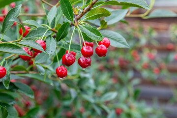 A tree with red cherry fruits. The fruits are wet. The tree is surrounded by green leaves.