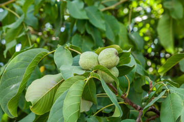 green walnuts. The nuts are hanging on a tree branch.