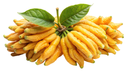 A cluster of bright yellow buddha s hand citron fruit with green leaves isolated on transparent background