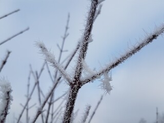 Macro close-up of a tree branch covered with fine winter frost needles. Detailed natural texture showing the frozen beauty