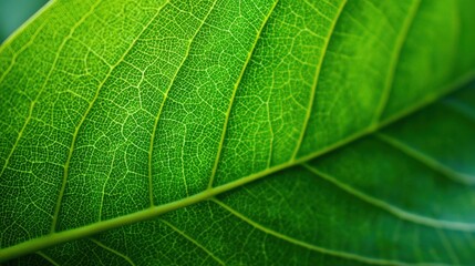 Obraz premium Vibrant green leaves display detailed vein patterns under natural light. The close-up captures the texture and freshness of the leaves showcasing natures beauty in a peaceful outdoor setting.