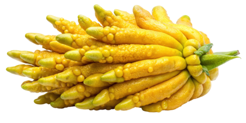 A bright yellow buddha s hand citron fruit with distinct finger like segments isolated on transparent background