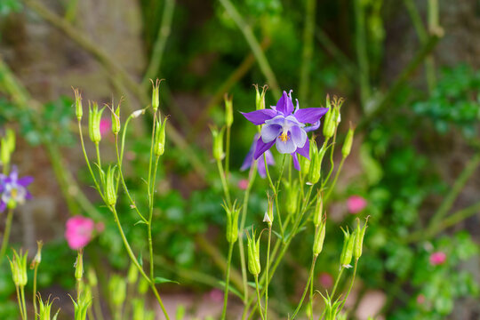 Vibrant Purple Columbine Flower Surrounded By Greenery on a Sunny Day