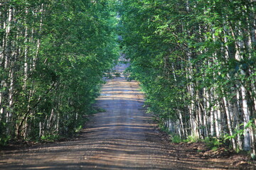 Obraz premium A dirt road in a birch forest on a summer day
