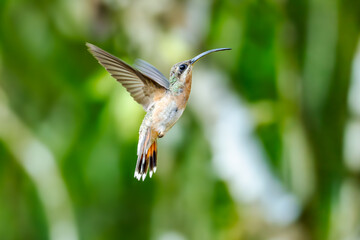 The long-tailed hermit (Phaethornis superciliosus) is a large hummingbird that is a resident breeder in Venezuela,