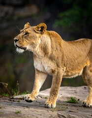Fototapeta premium Lioness on a rock