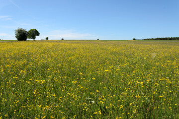 Expansive Buttercup Field Under Blue Sky