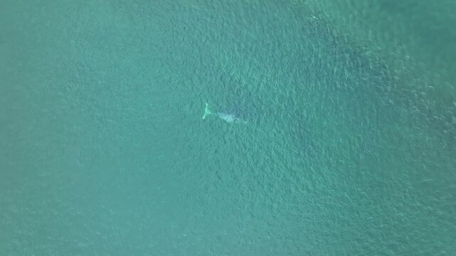 Bowhead whale swimming in the cold Arctic Ocean waters. Rare marine mammal in natural habitat, showcasing Arctic wildlife, ocean biodiversity, and underwater nature footage