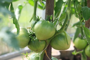 green tomatoes on a vine in a greenhouse
