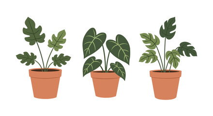 Three potted tropical houseplants with large green leaves arranged on a white background.