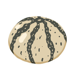 Striped pumpkin vector illustration. Autumn seasonal vegetable for Halloween and Thanksgiving decoration. Flat illustration for wallpaper, wrapping