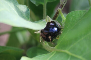 eggplant on a branch