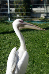 Portrait of cute white pelican